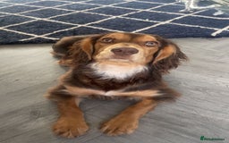 Cocker Spaniel dogs for sale: Working cocker spaniels - Image 9