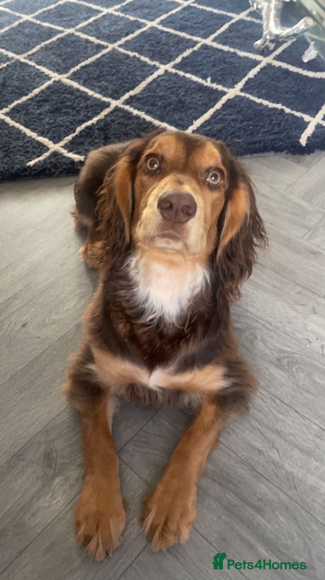 Cocker Spaniel dogs for sale: Working cocker spaniels - Image 9