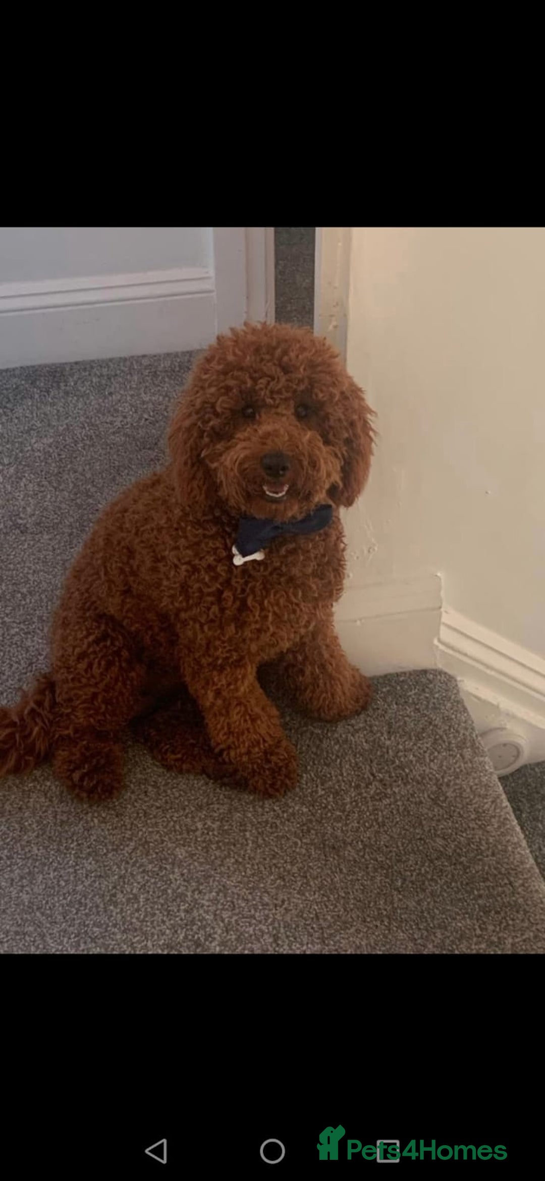 Poodle dogs for stud:  Deep Red Fox Miniature Poodle in Liverpool - Advert 2