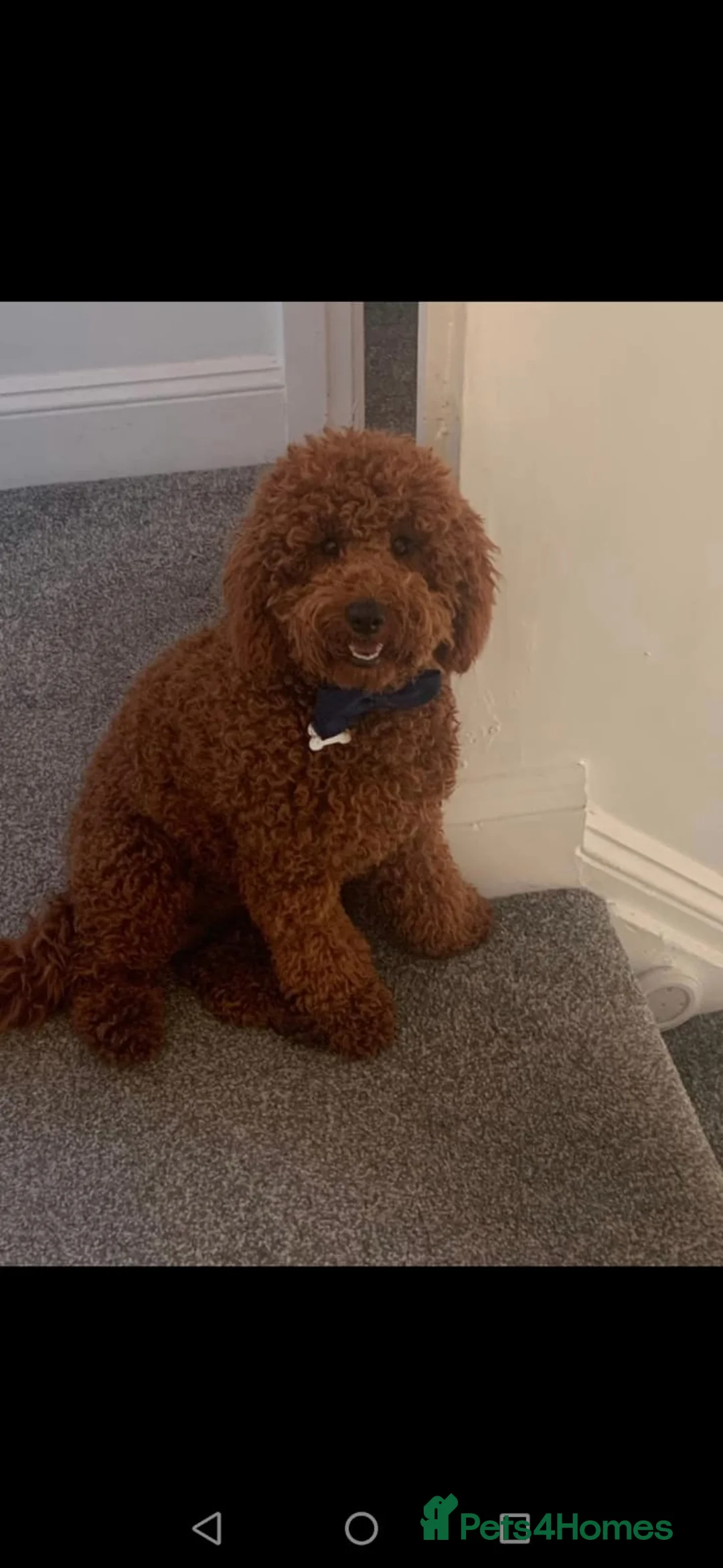 Poodle dogs for stud:  Deep Red Fox Miniature Poodle in Liverpool - Advert 2