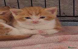 Domestic Shorthair cats for sale: Beautiful Ginger Kittens  - Image 2