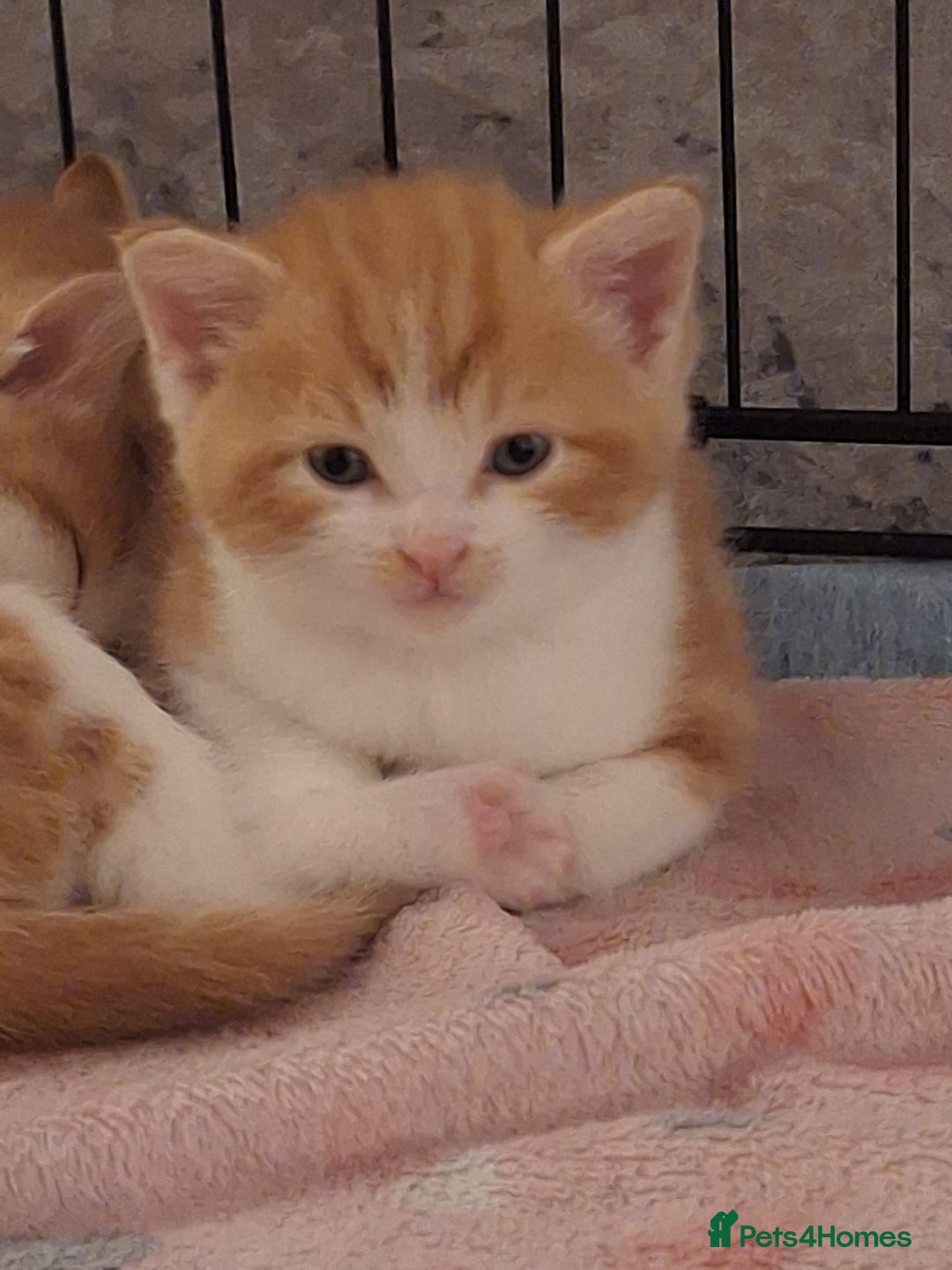 Domestic Shorthair cats for sale: Beautiful Ginger Kittens  - Image 2