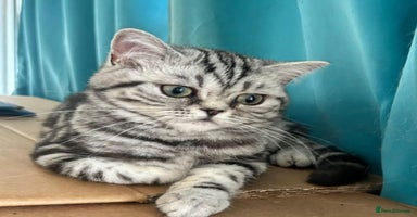 British Shorthair cats - Advert 10