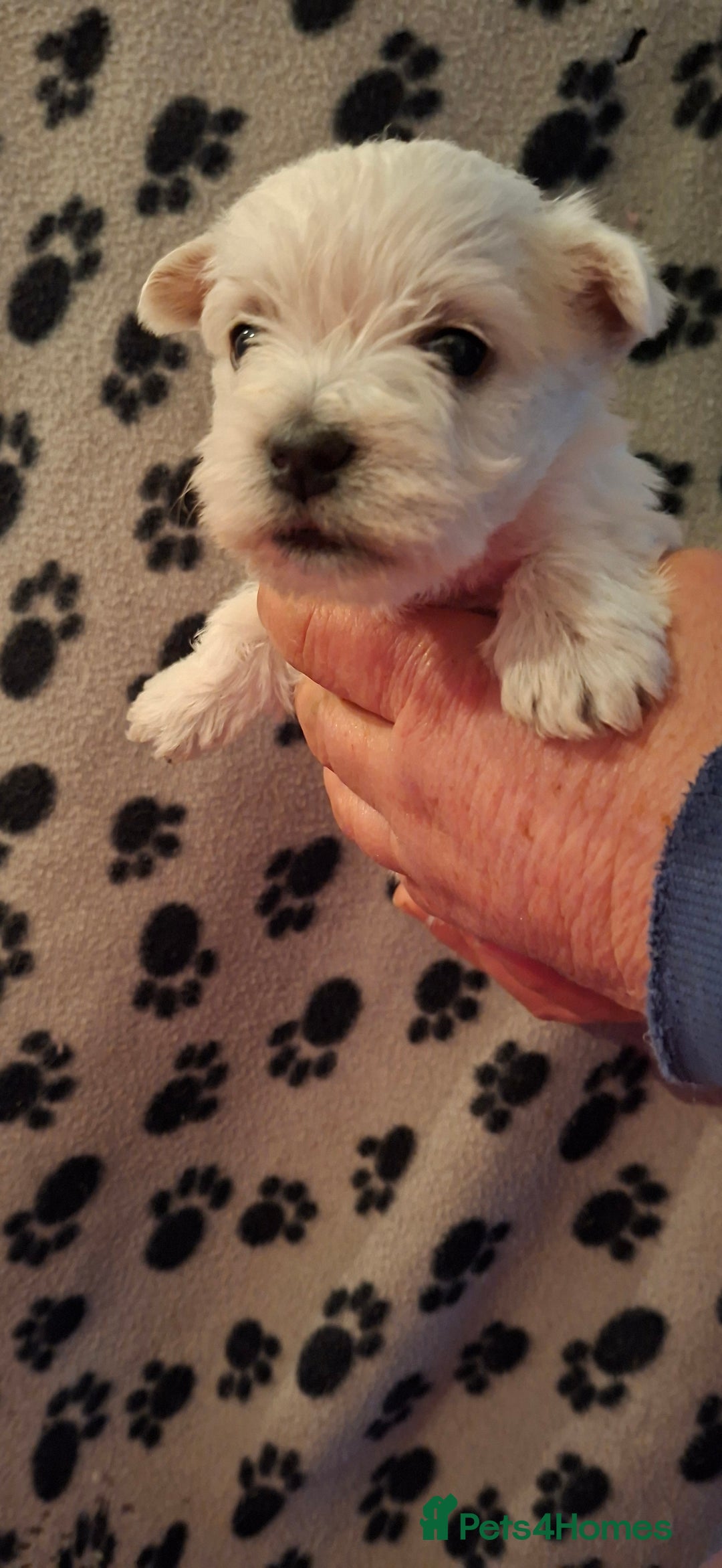 West Highland Terrier dogs for sale: Gorgeous kc bestie pups - Advert 12
