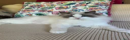 Ragdoll cats for sale: GCCF Registered Active Female - Advert 13