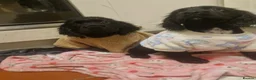 Cockerdor dogs for sale: Here is our last beautiful girl  - Advert 3
