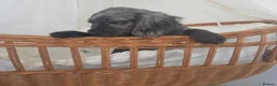 Cocker Spaniel dogs for sale: Gorgeous Working Type Cocker Spaniels - Advert 6