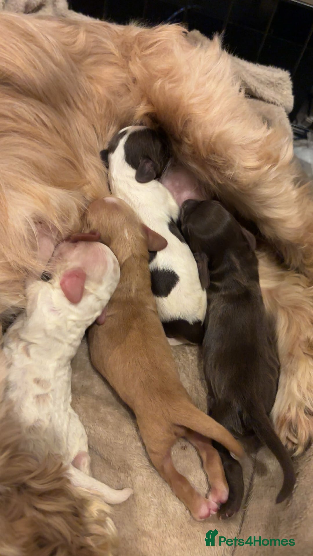 Mixed Breed dogs for sale: Cavapoo puppies  - Advert 6