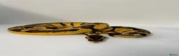 Python Snake reptiles for sale: Pastel Enchi Royal Python with 4 foot setup - Advert 5