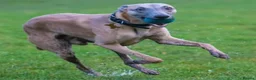 Whippet dogs for sale: KC registered whippet puppy’s  - Advert 28
