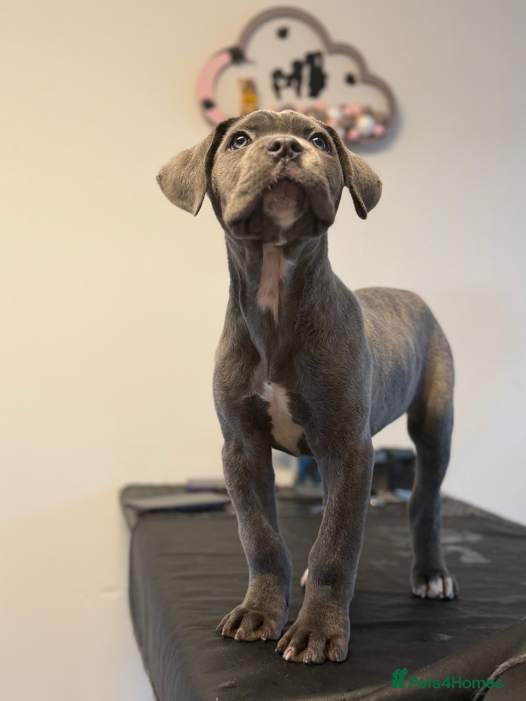 Cane Corso dogs for sale: Cane corso puppies  - Advert 6