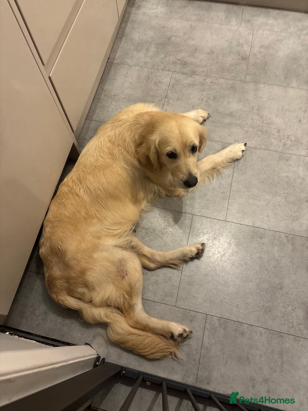 Golden Retriever dogs for sale: Gorgeous adult golden retriever  - Image 5