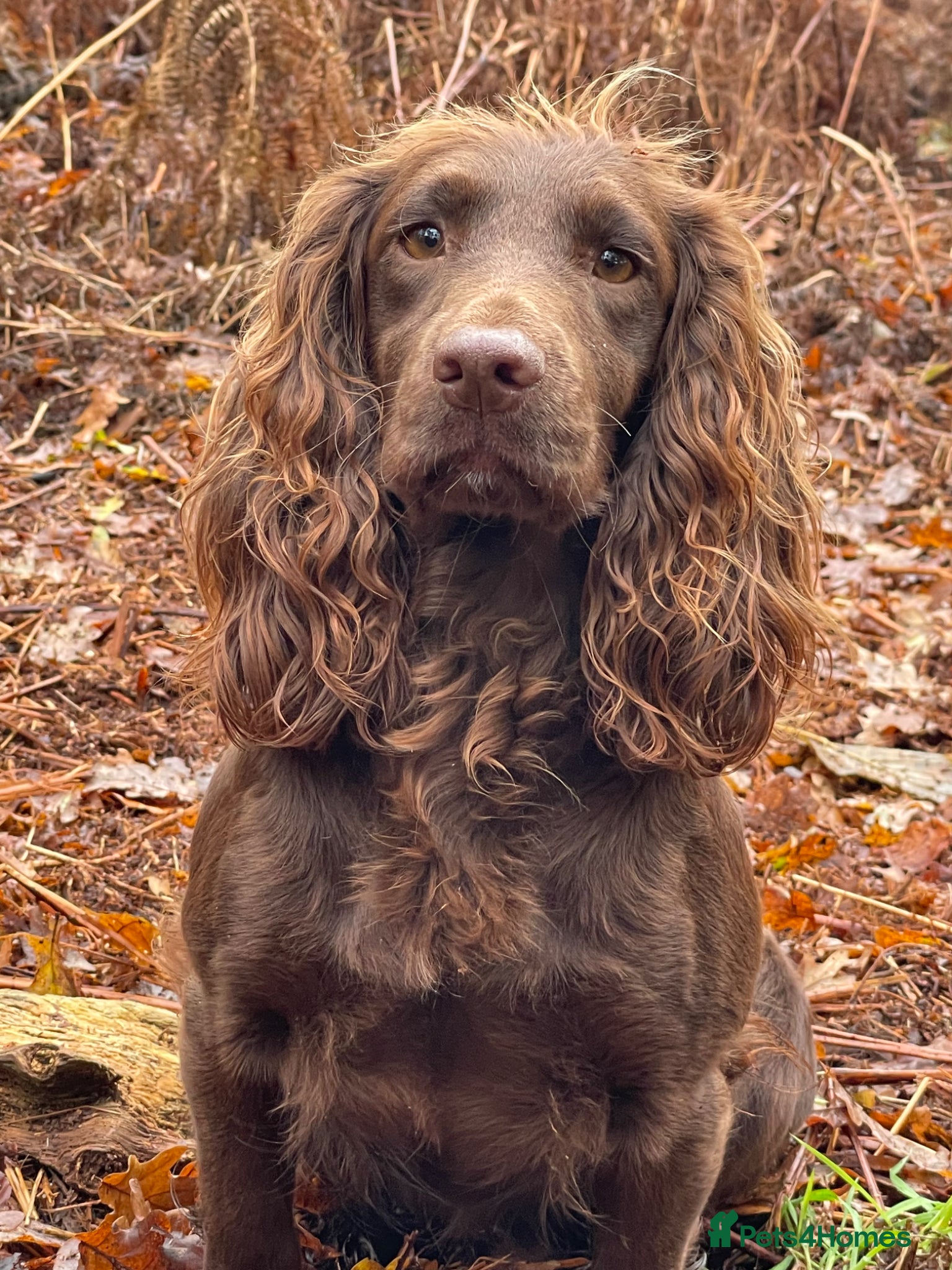 Cocker Spaniel dogs Cocker spaniel puppies  - Advert 1