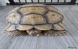 Tortoise reptiles for sale: Sulcata Tortoise Extremely Healthy - Image 5