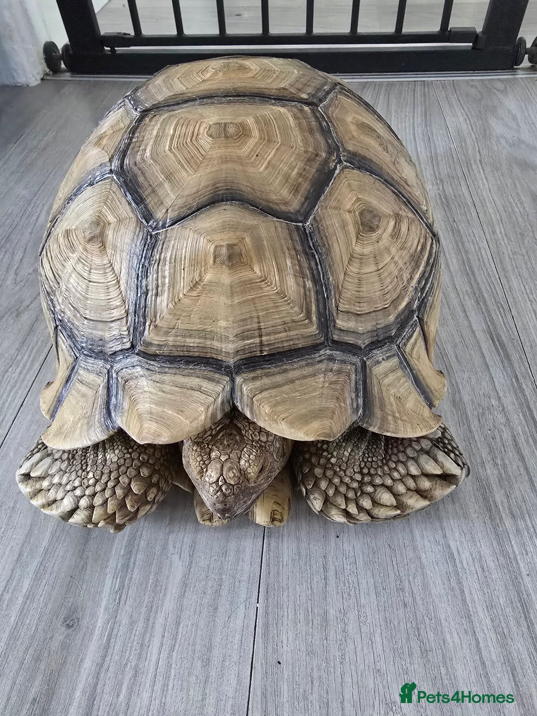 Tortoise reptiles for sale: Sulcata Tortoise Extremely Healthy - Image 5