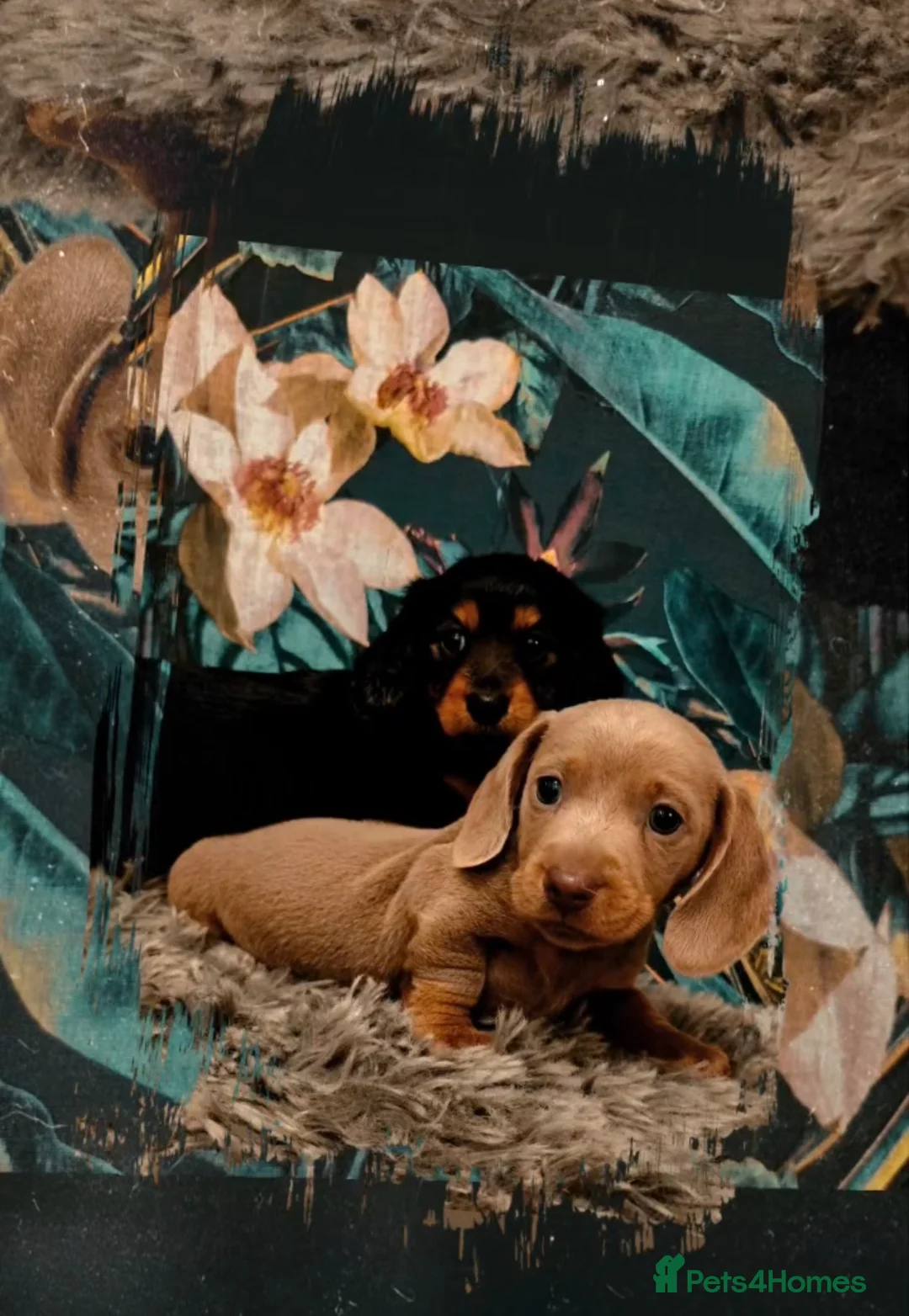 Miniature Dachshund dogs for sale: Miniture dachshunds puppies - Advert 2