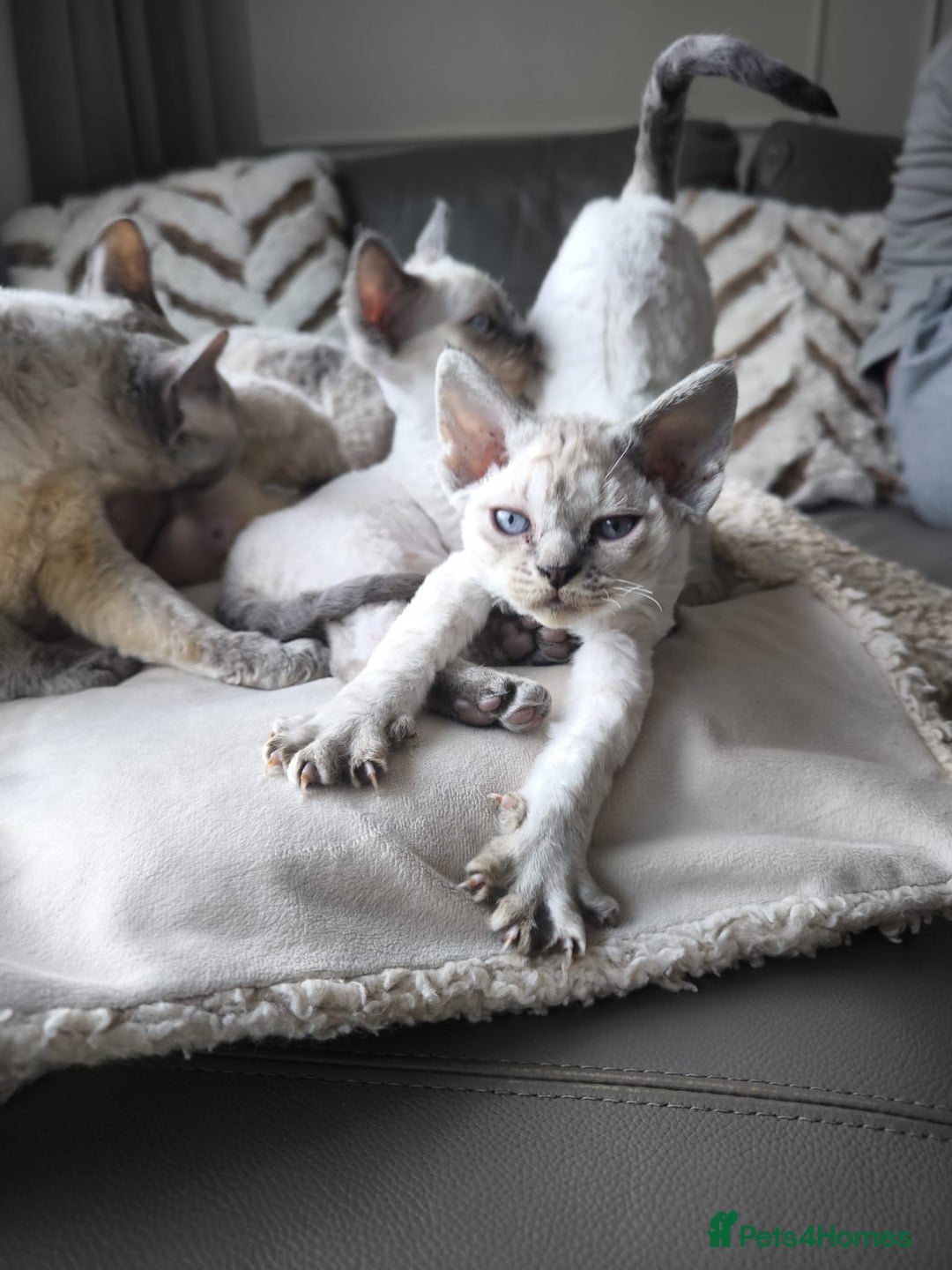 Devon Rex cats for sale: Devon Rex💕Blue Point Lynx Girl🩷Blue Point Boy💙 - Advert 29