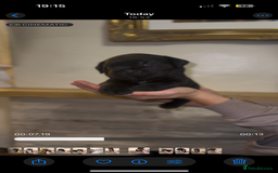 Cane Corso dogs for sale:  🐾 Exceptional bloodlines 🐾 - Image 5