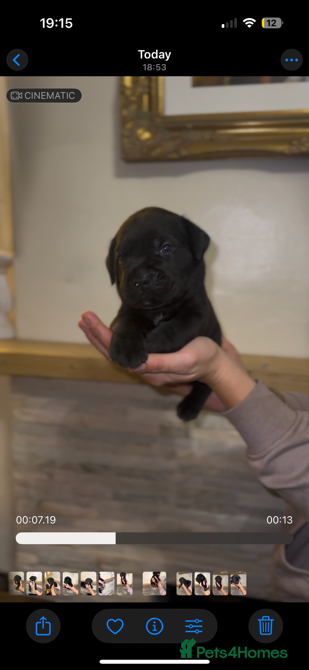 Cane Corso dogs for sale:  🐾 Exceptional bloodlines 🐾 - Image 5