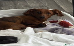 Mixed Breed dogs for sale: Dachshund for rehoming  - Image 5