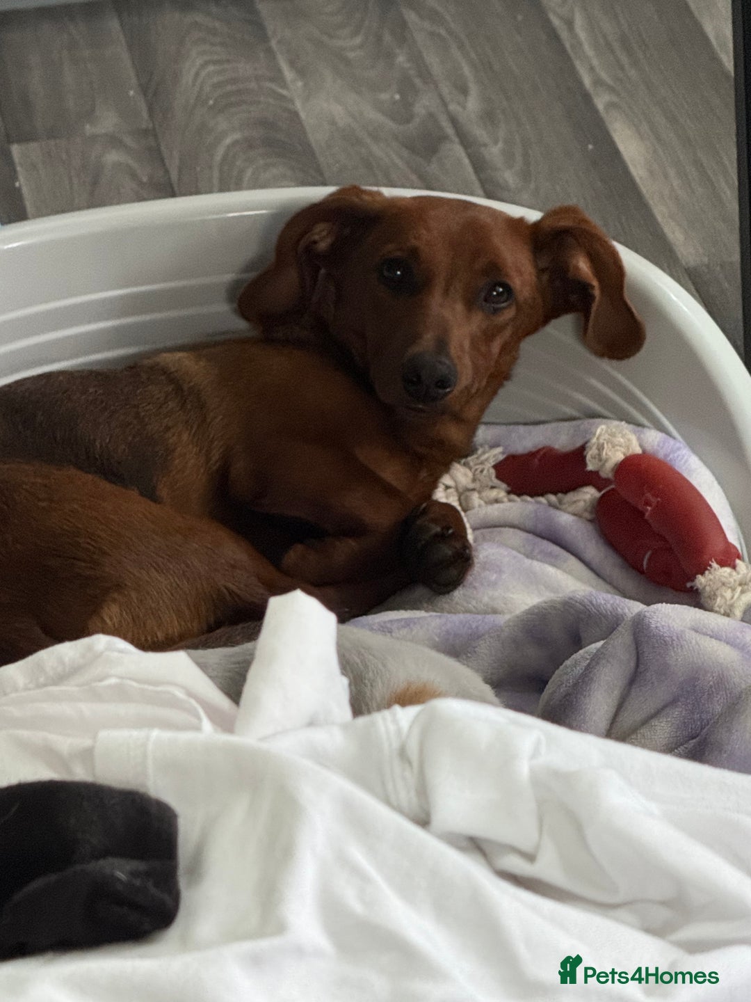 Mixed Breed dogs for sale: Dachshund for rehoming  - Image 5