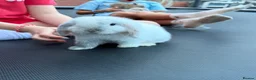 Mini Lop rabbits for sale: Gorgeous mini lop boy  - Advert 1