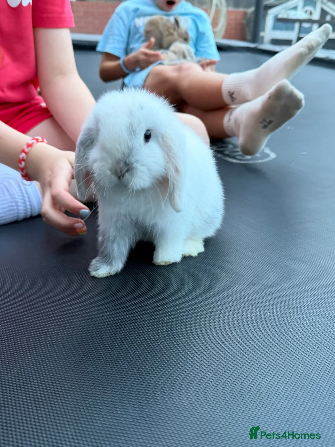 Mini Lop rabbits for sale: Gorgeous mini lop boy  - Advert 1