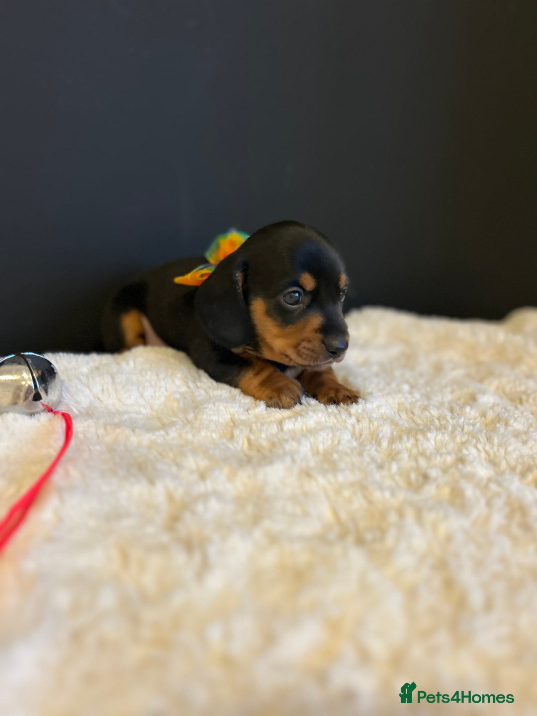 Miniature Dachshund dogs for sale: Smooth Hair Boys -5 star Breeder ⭐️⭐️⭐️⭐️⭐️ - Advert 4