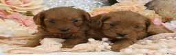 Cavapoo dogs for sale: *HEALTH TESTED* Cavapoo Puppies - Advert 24