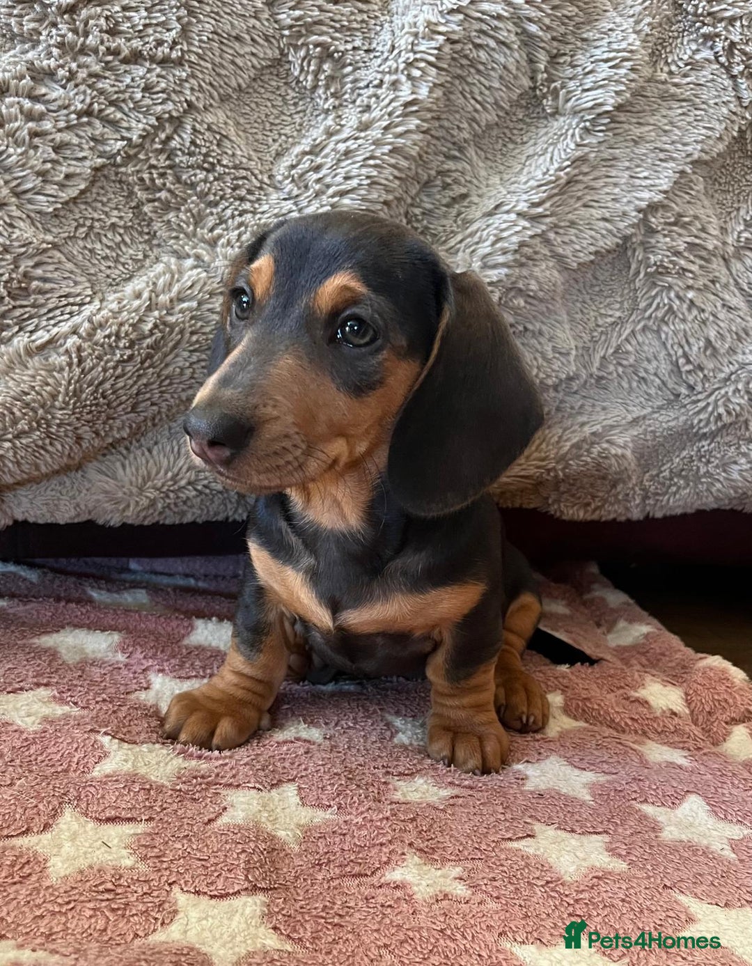 Miniature Dachshund dogs for sale: Stunning KC Registered Miniature Dashound  - Advert 4