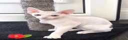 Devon Rex cats for sale: Darling Devons  - Advert 10