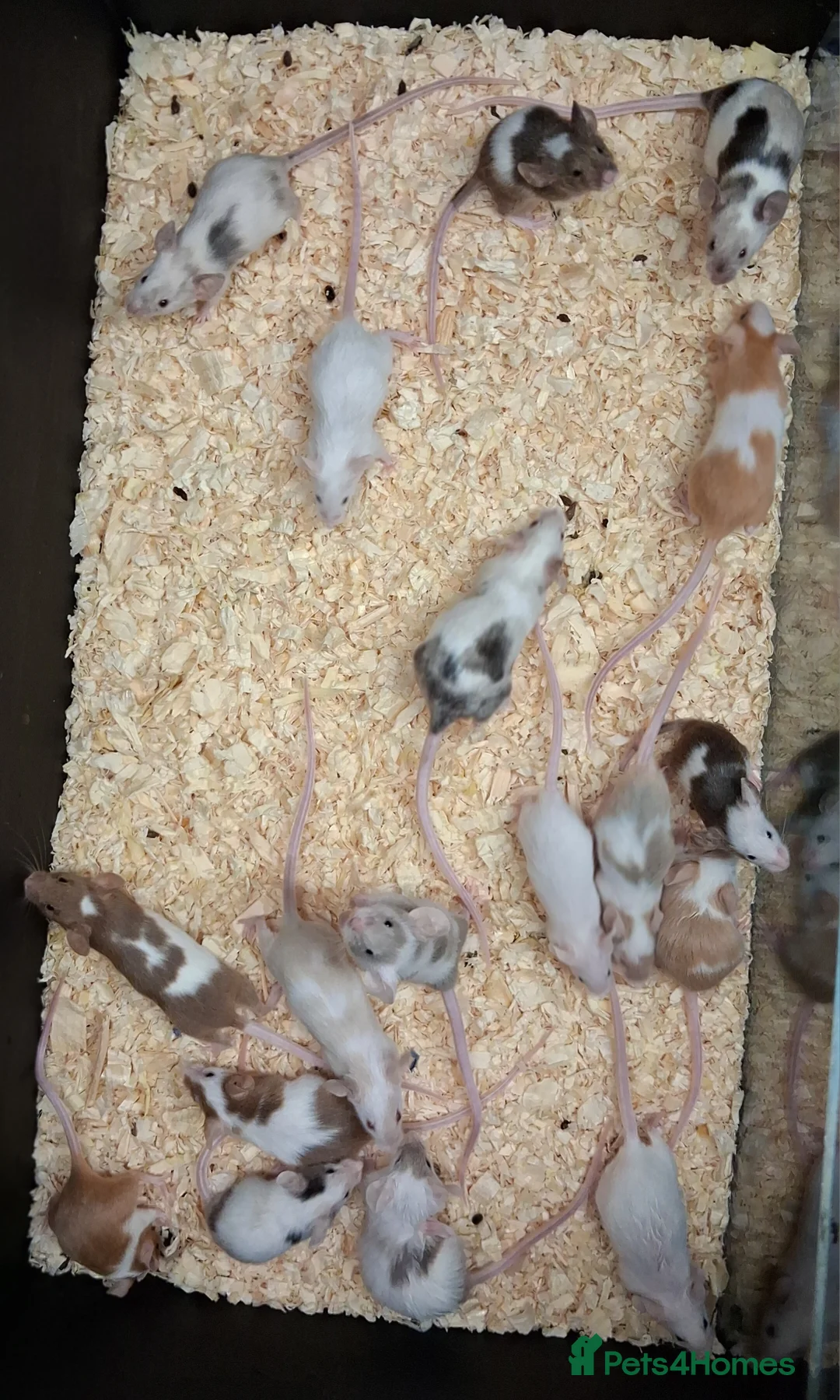 Mouse rodents for sale: Baby Mice Females  - Advert 1