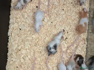 Mouse rodents Baby Mice Females - Advert 7