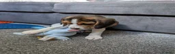 Beagle dogs for sale: Beagle called Ava - Advert 3