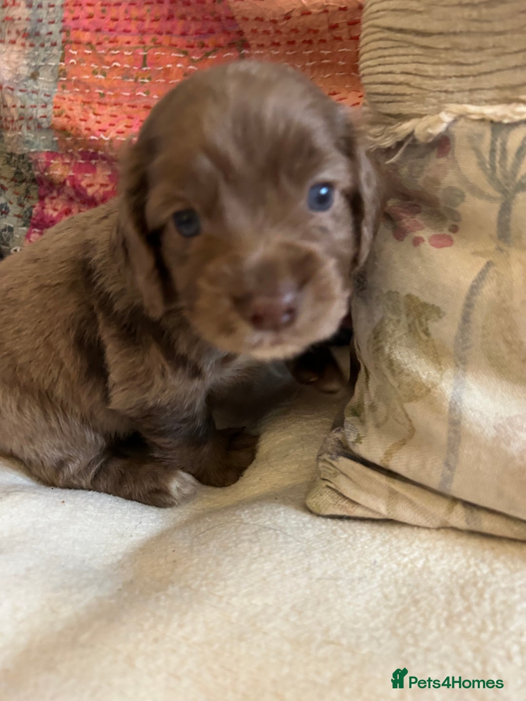 Cocker Spaniel dogs for sale: STUNNING WORKING COCKER SPANIEL PUPS - Advert 34