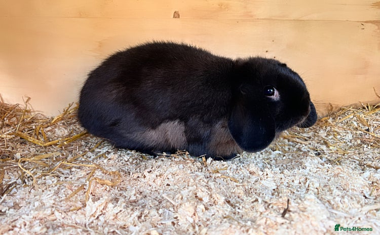 Mini Lop rabbits - Advert 1