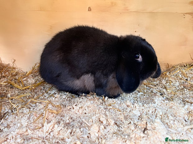 Mini Lop rabbits - Advert 16
