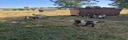 Goats livestock for sale: Pygmy goats  - Advert 2