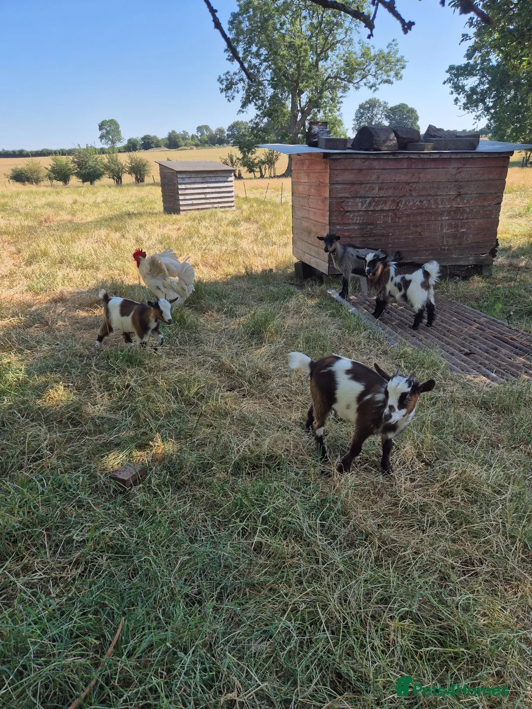 Goats livestock for sale: Pygmy goats  - Advert 2