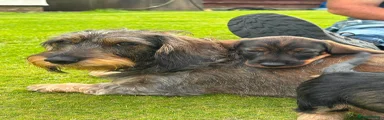 Dachshund 3