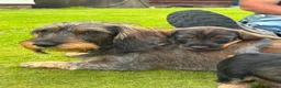 Dachshund dogs for sale: Wire haired dachshunds in Isle of Arran - Advert 6