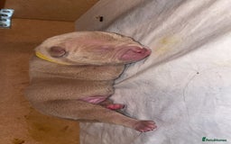 American Bully dogs for sale: Pocket bullies  - Image 4