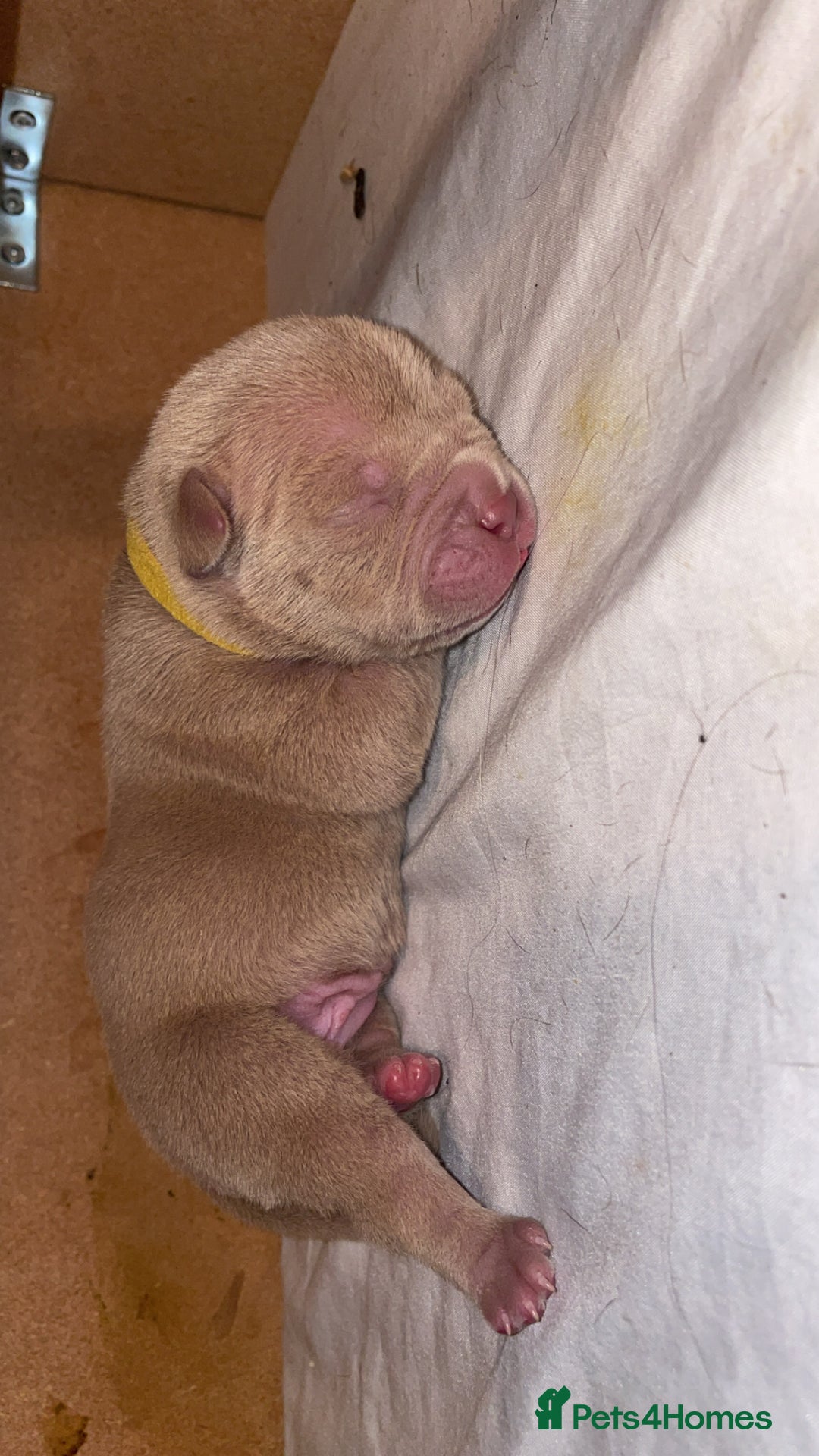 American Bully dogs for sale: Pocket bullies  - Image 4