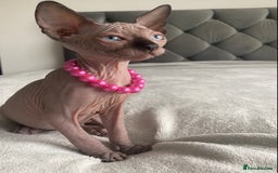 Sphynx cats for sale: Canadian sphinx kittens blue eyes girls  - Image 23