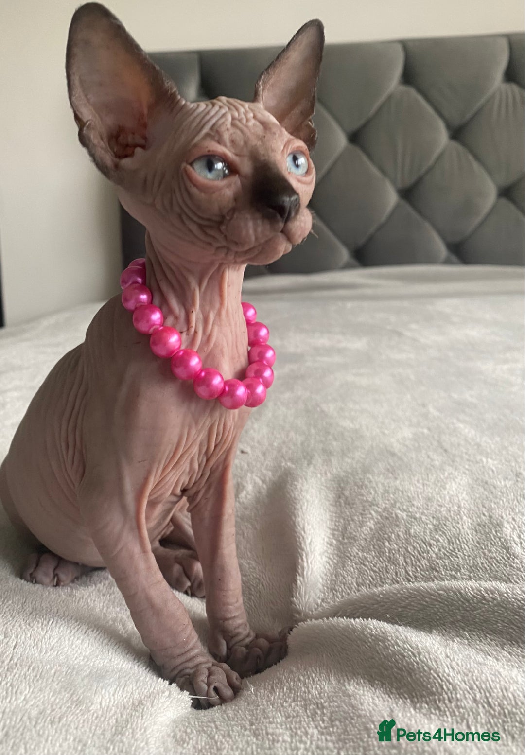 Sphynx cats for sale: Canadian sphinx kittens blue eyes girls  - Image 23