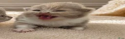British Shorthair cats for sale: Supreme Champion GCCF British Shorthair kittens - Advert 8