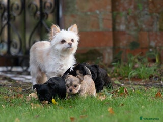 Chorkie dogs Beautiful tiny chorkie girl short hair smooth coat - Advert 1