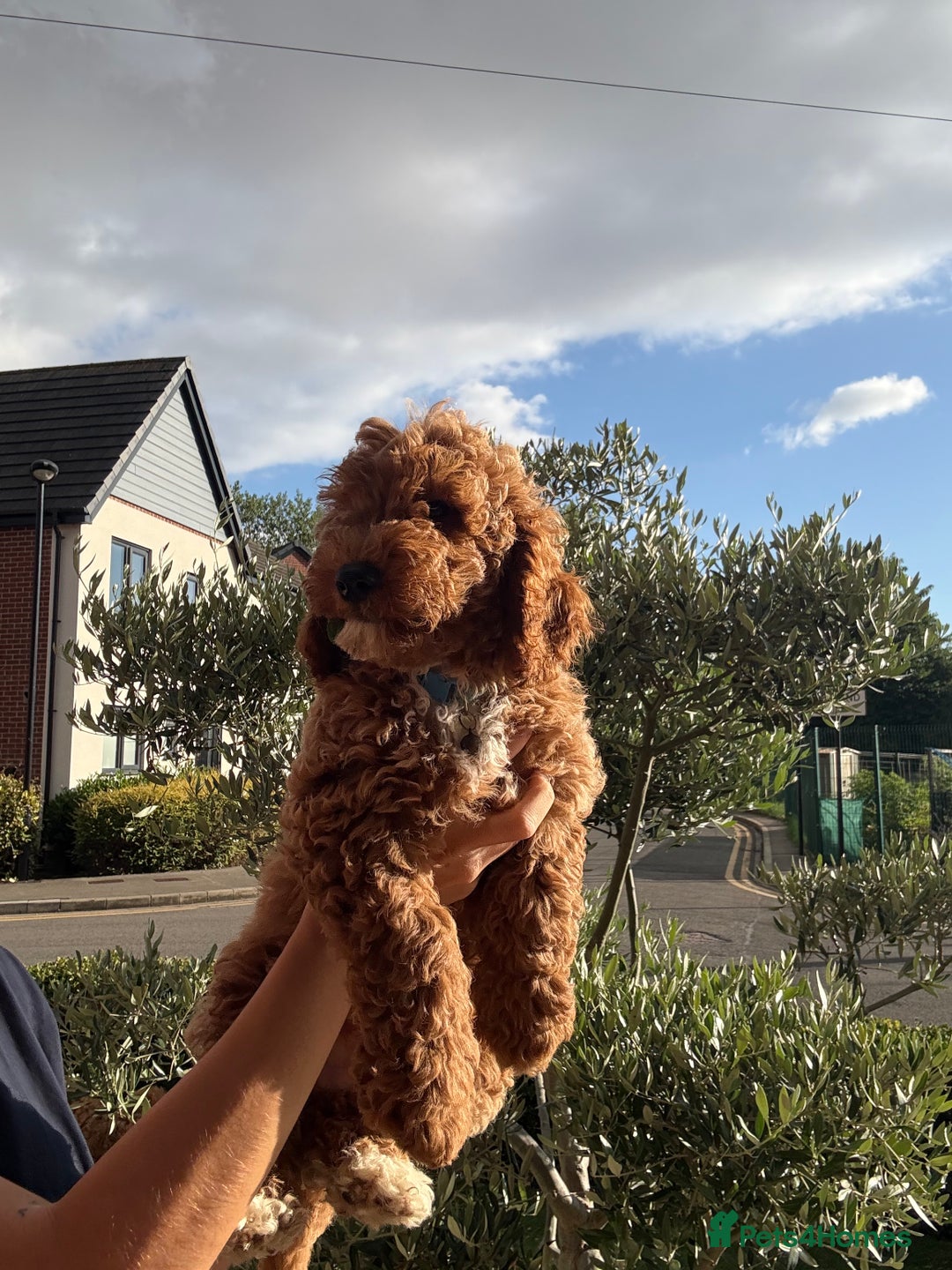 Poochon dogs for sale:  Loving Puppies Looking for Their Forever Homes 🏡 - Image 10