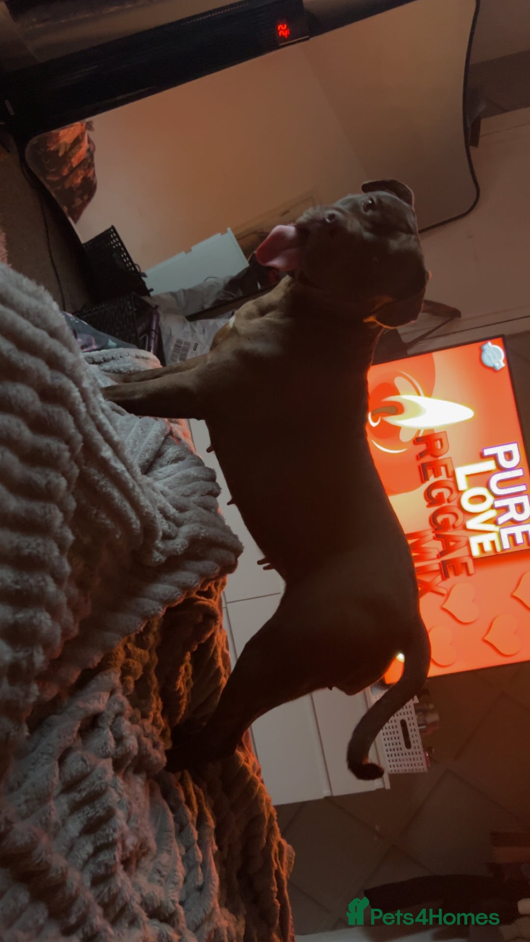 American Bulldog dogs for sale: 2-3 year old bulldog - Image 1