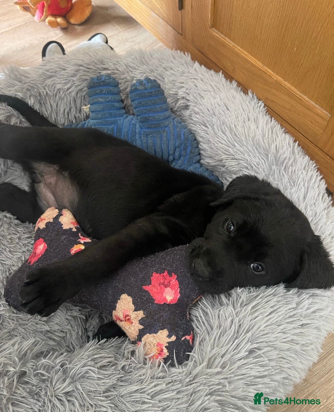Labrador Retriever dogs Health Checked Purebred Labrador Puppies - Advert 13